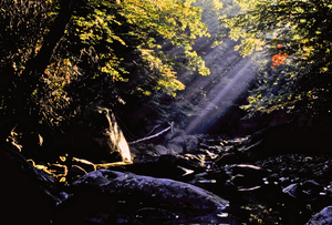Cranberry Wilderness Area Cranberry Wilderness Area
